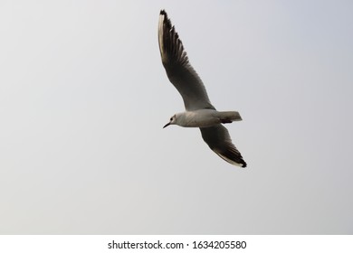 Gull Billed Tern Bird Flying Shot