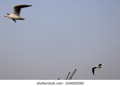 Gull Billed Tern Bird Flying Shot