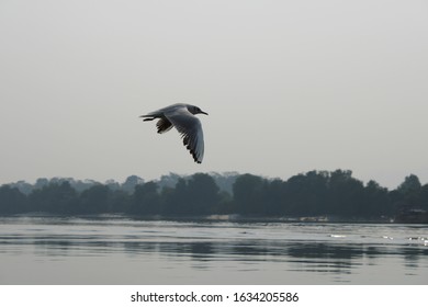 Gull Billed Tern Bird Flying Shot