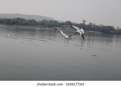 Gull Billed Tern Bird Playing On The Bank Of Ulhas River.