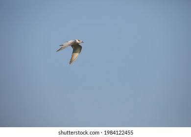 Gull Billed Tern In Flight Against Blue Sky