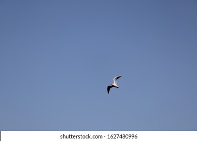 Gull Billed Tern
Flying On The Bank Of River Thane Region Forest. 