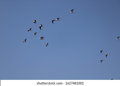 Gull Billed Tern
Flying On The Bank Of River Thane Region Forest. 