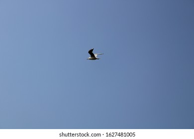 Gull Billed Tern
Flying On The Bank Of River Thane Region Forest. 