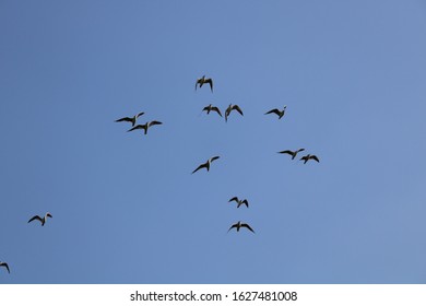 Gull Billed Tern
Flying On The Bank Of River Thane Region Forest. 