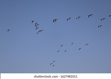 Gull Billed Tern
Flying On The Bank Of River Thane Region Forest. 