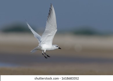 A Gull Billed Tern From Mandovi Beach