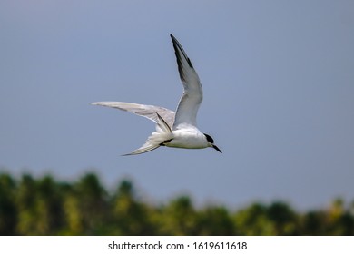 Gull Billed Tern Sea Bird Flying 