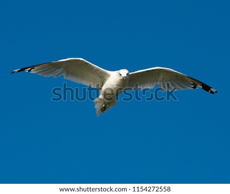 Similar – Image, Stock Photo Two make a summer Seagull