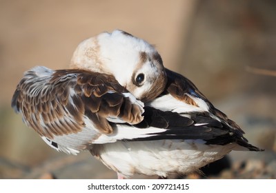 gull chick