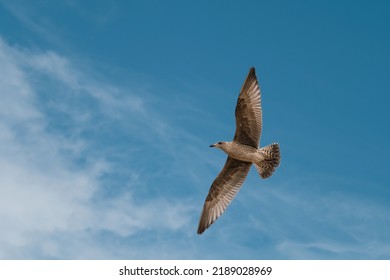 Gull Chicks On The Coast Of Great Britain