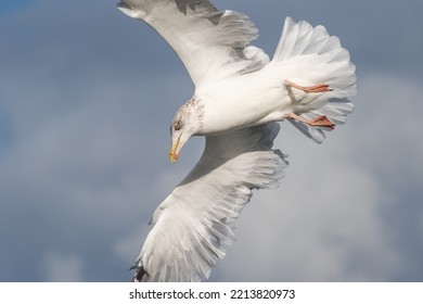 Gull Diving For Food Above The Sea In The Netherlands