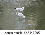 Gull drinking on a ice cold pond in winter, in Paris, canal Saint-Martin 