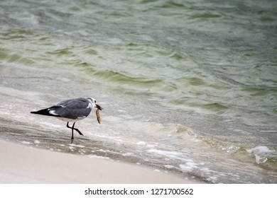 Gull Eating A Shrimp On The Gulf Of Mexico Shoreline