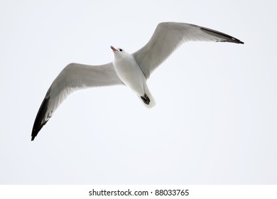 A gull of the endangered species of Audouin's Gull (Larus audouinii) flying