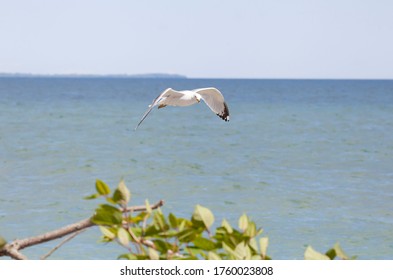 Gull In Flight Over Bay Of Quinte