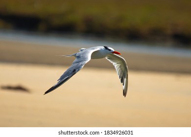 Gull Flying Over Tijuana River