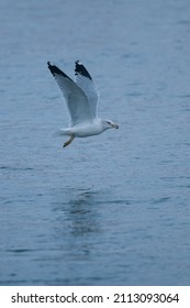 Gull Flying Over The Waters Of The Chemung River