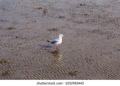 Gull With French Fry In The Beak