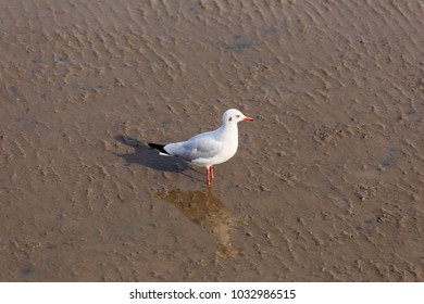 Gull With French Fry In The Beak