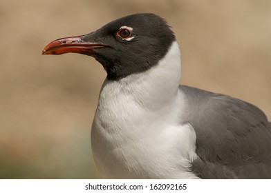 Mouette Rieuse Images Stock Photos Vectors Shutterstock