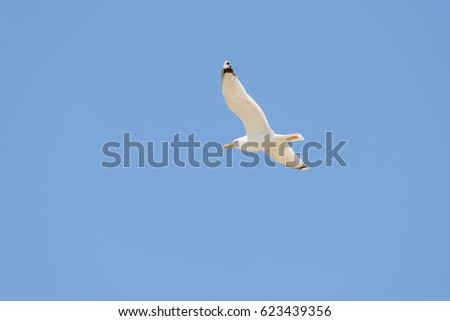 Image, Stock Photo Bye bye, summer Seagull