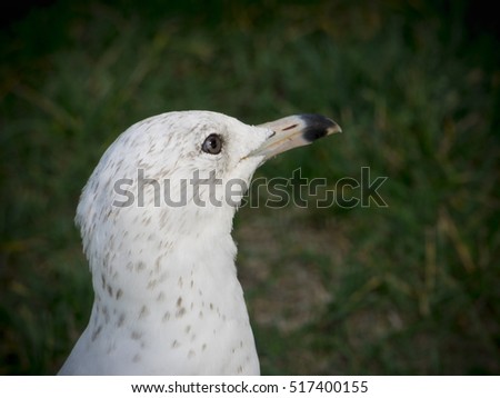 gull on ground