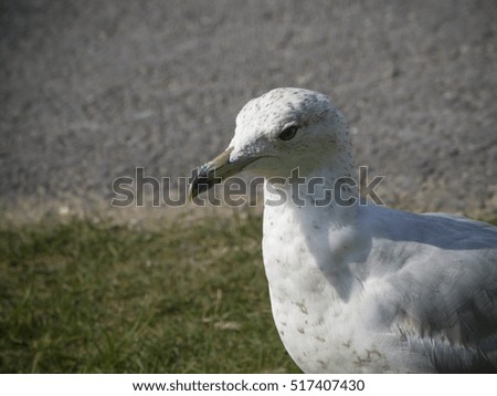 Gull on ground