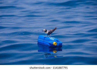 Gull On Plastic