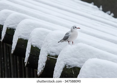 Gull on wood barrier before Lavka, Charles bridge, Prague, Czech Republic - Powered by Shutterstock