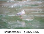 Gull standing on a ice cold pond in winter, in Paris, canal Saint-Martin 