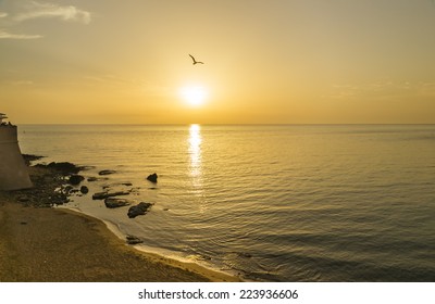 Gull, Sunset, Gallipoli, Turkey