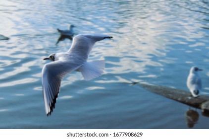 Gull Swooping On Southampton Common