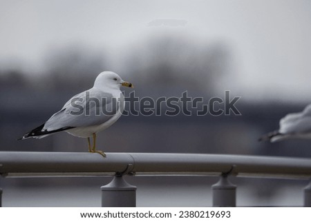 gull waiting for food in a park