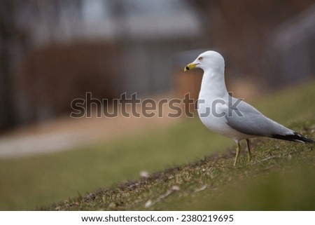 gull waiting for food in a park