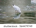 Gull which slides on a ice cold pond in winter, in Paris, canal Saint-Martin