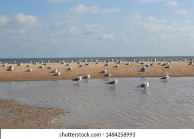 gulls all face the same direction on a wet beach