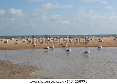 gulls all face the same direction on a wet beach