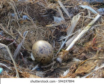 Gulls Egg, Northern Ocean, Taymyr Peninsula