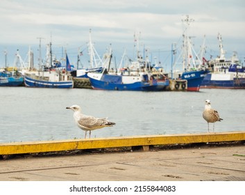Gulls in a fishing port. Fishing boats in the harbour.