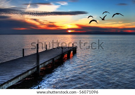 gulls fly over the sea