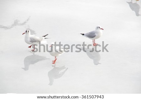 Similar – Image, Stock Photo all daft … North Sea