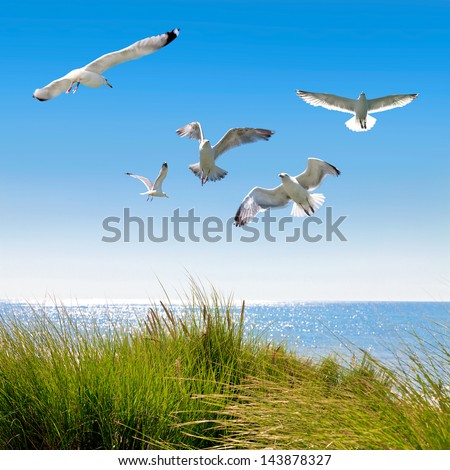 Gulls on the dunes to the sea. Seascape.