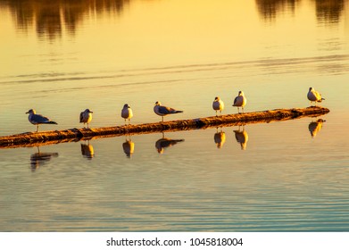 Gulls On A Log At Sunrise In Windsor, Colorado