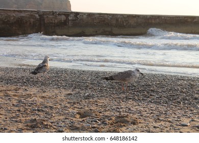 gulls on the seafront