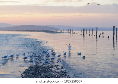 Gulls On Sidney Spit At Sunset, Gulf Islands National Park Reserve Of Canada