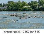 Gulls and other birds on rocks in Fox River in summer at Little Chute, Wisconsin