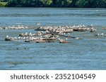Gulls and other birds on rocks in Fox River in summer at Little Chute, Wisconsin