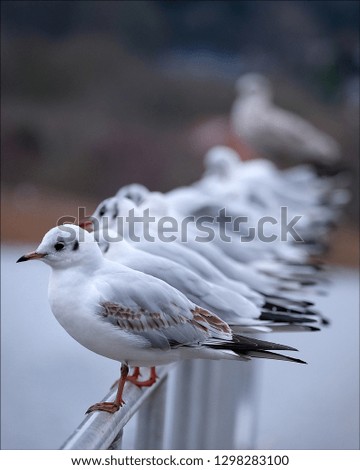 Similar – Image, Stock Photo all daft … North Sea