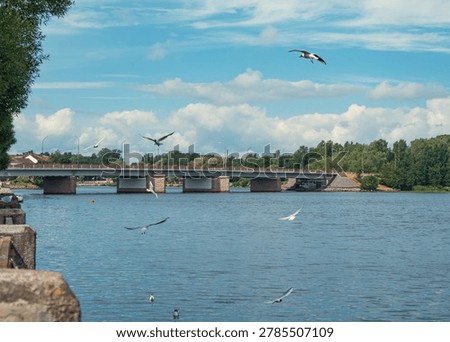 Gulls soar and float on a wide river, with a long concrete bridge spanning across the water